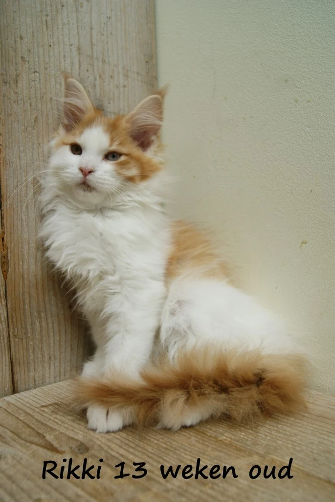 Rikki